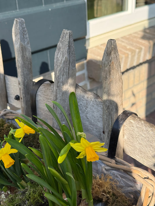 Rotan Plantenbak met Plastic binnenbak