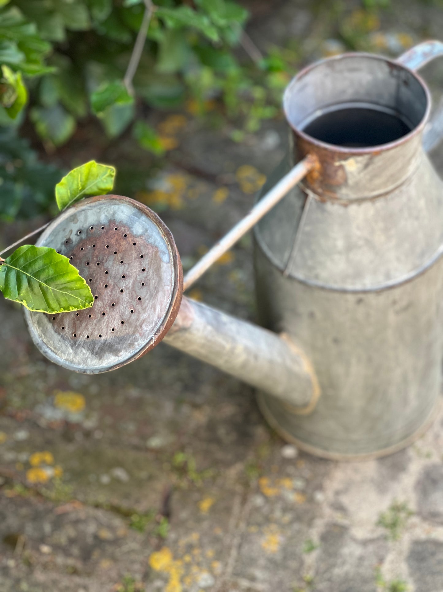 Watering Can M