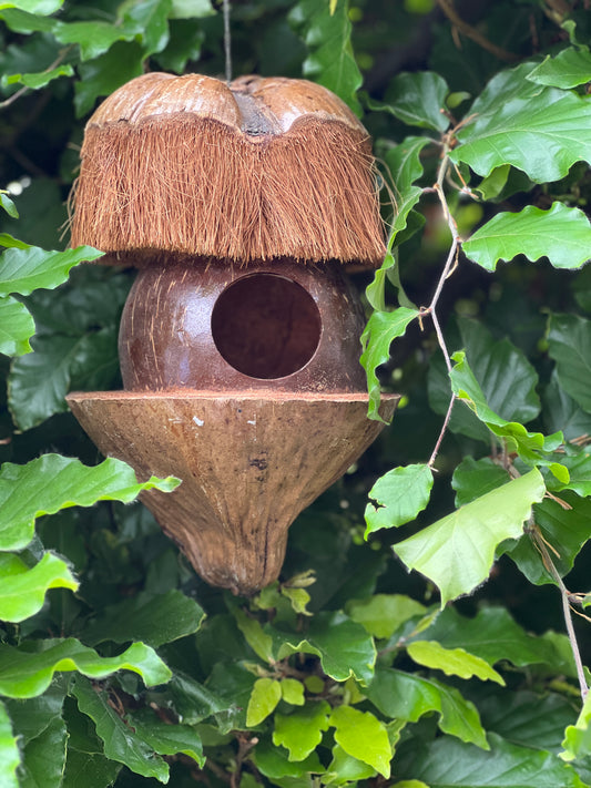 Birdhouse coconut
