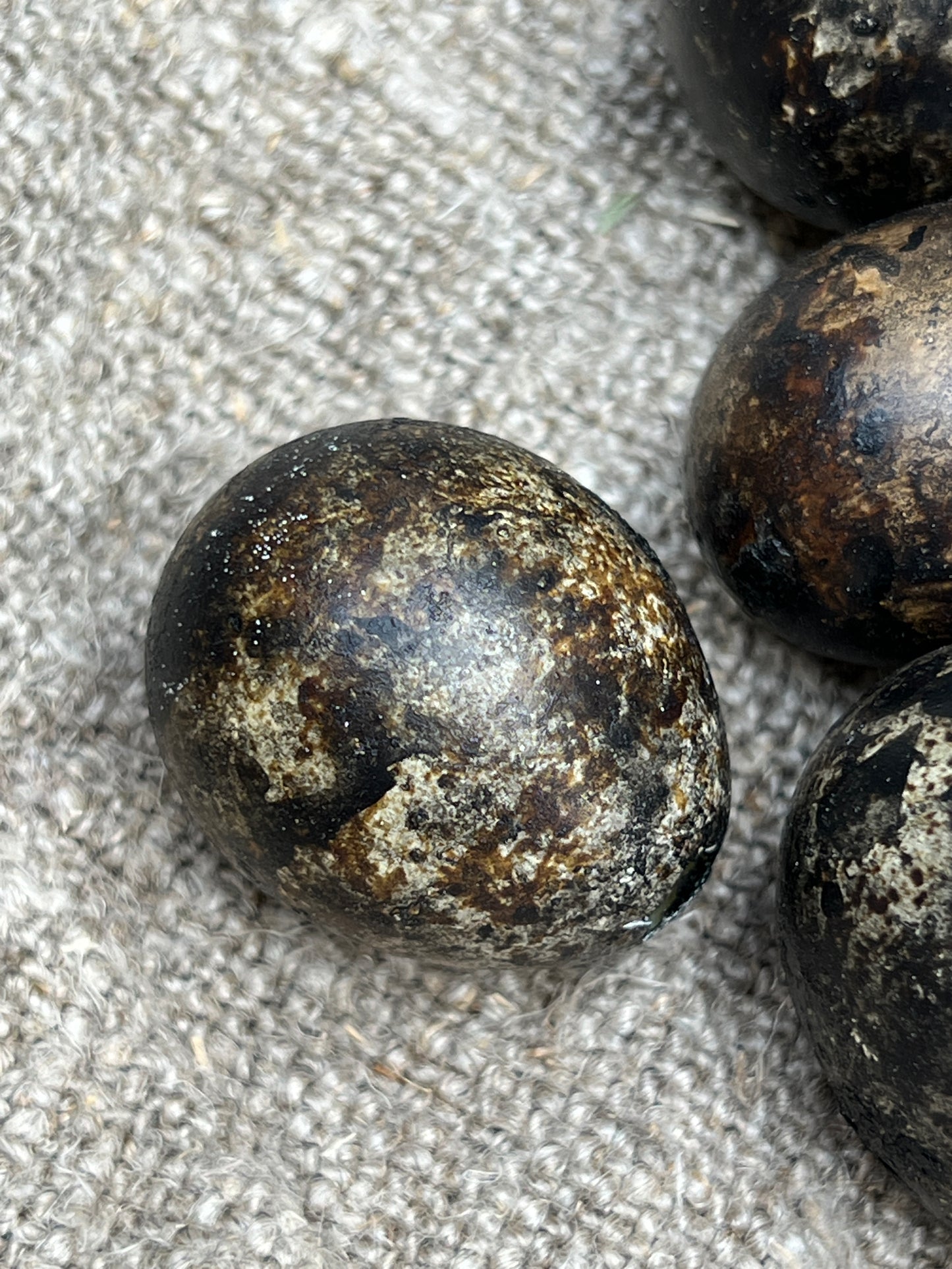 Quail eggs Black