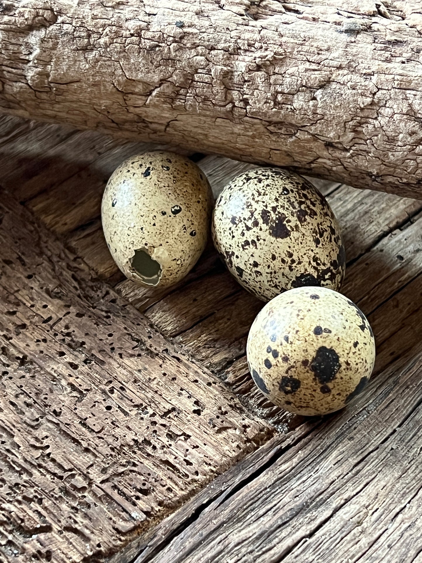 Quail eggs