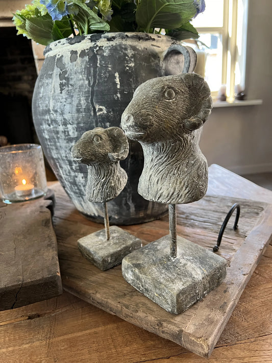 Robuster Widderkopf auf Dreibein