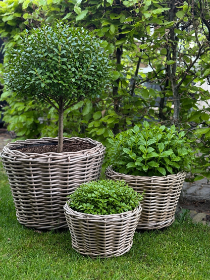 Rattan Baskets with plastic inner pot – Available in S, M, L