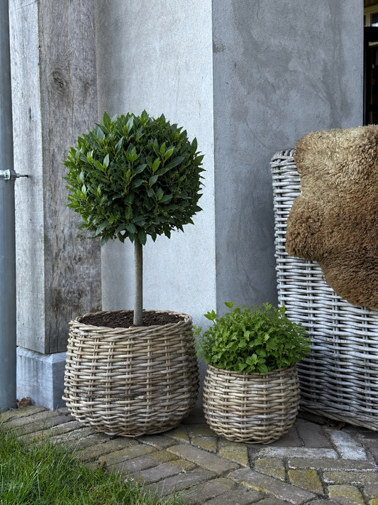 Rotan manden – set van 2 stuks
