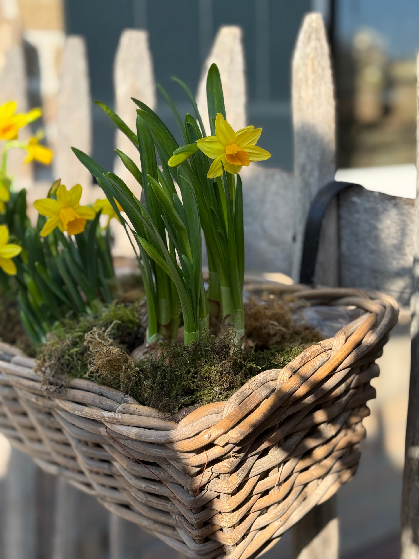 Rattan planter with plastic inner container