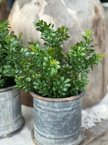 Kunst Buxus in Zwarte Pot
