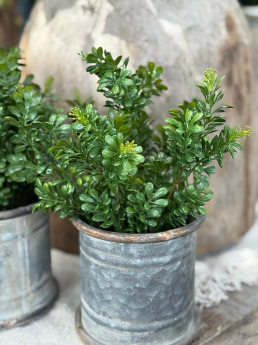 Kunst Buxus in Zwarte Pot
