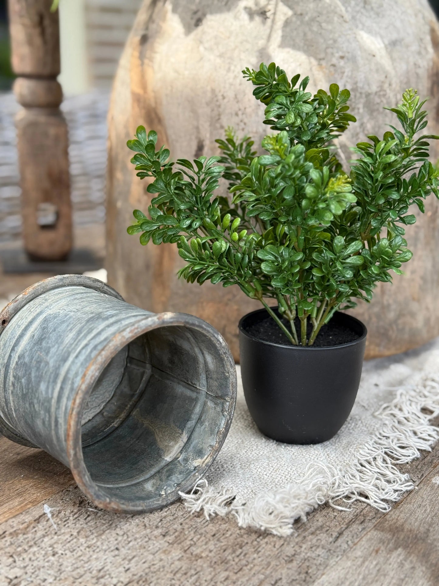 Kunst Buxus in Zwarte Pot