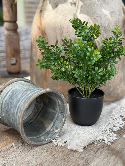 Kunst Buxus in Zwarte Pot
