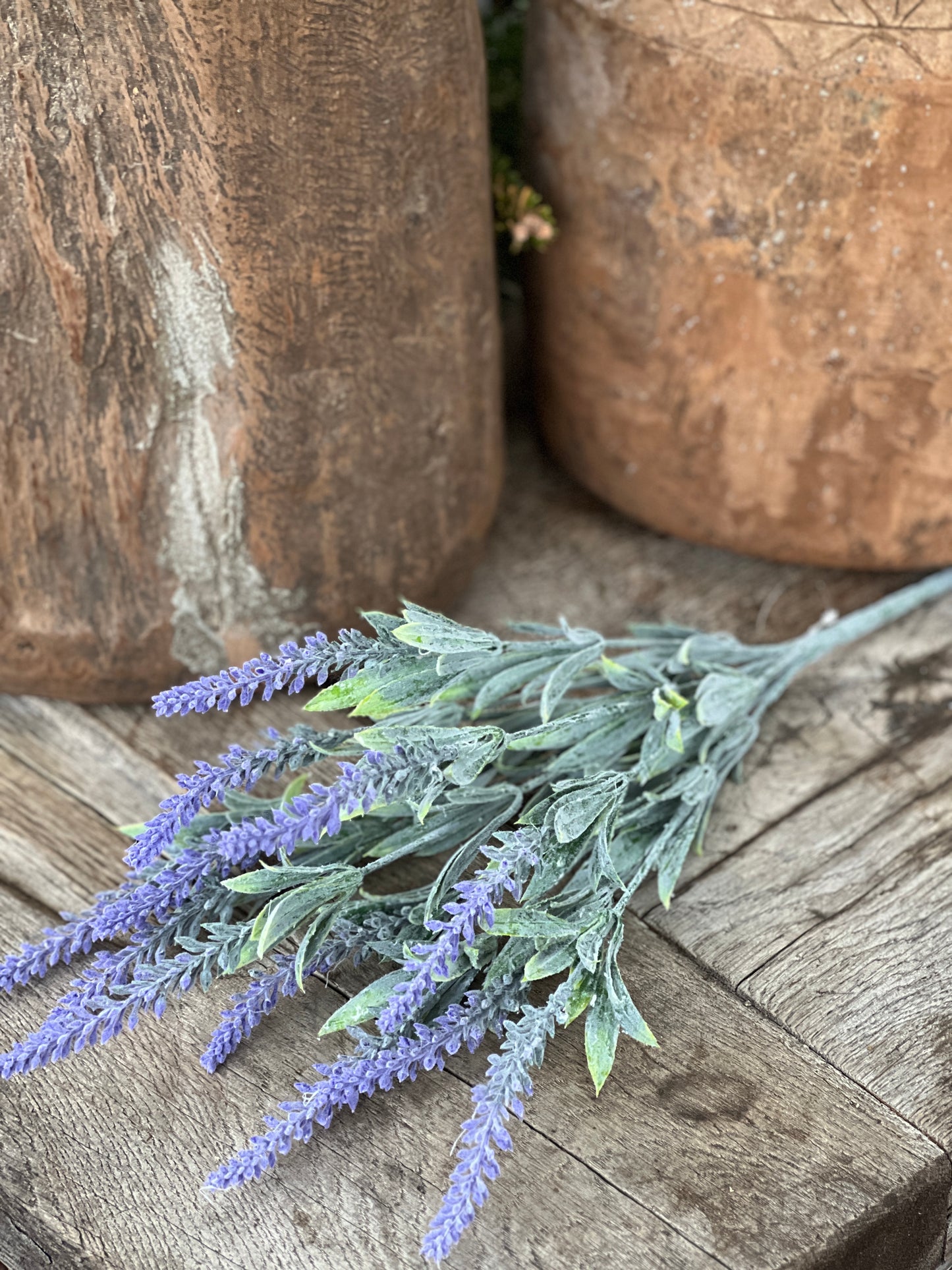 Lavender branch with grayed leaves