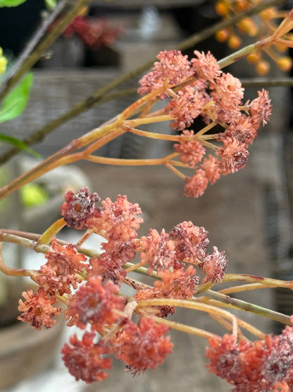Künstliche Schleierkrautblume