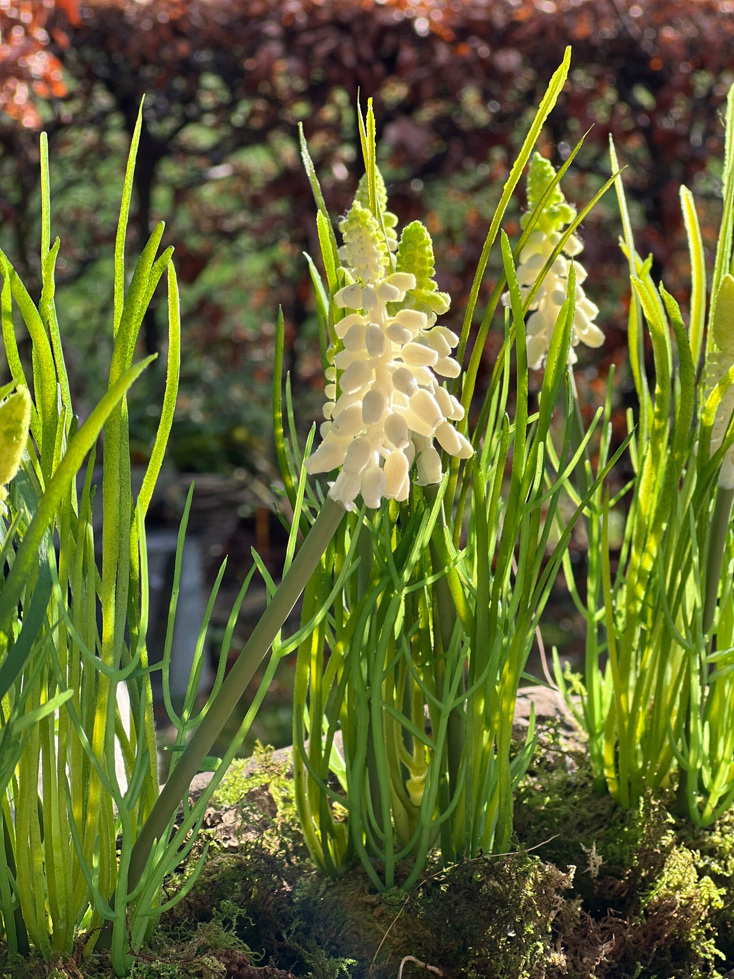 Witte druifjes in mosbal, kunst