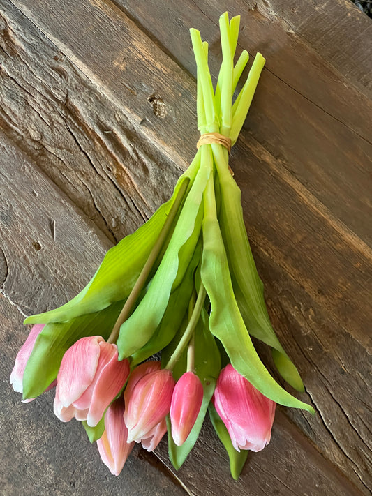 Bos tulpen, 30 cm. Roze/Wit  gevlamd