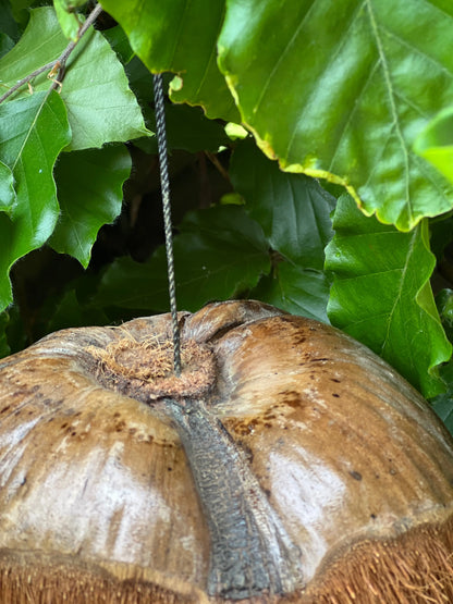 Birdhouse coconut