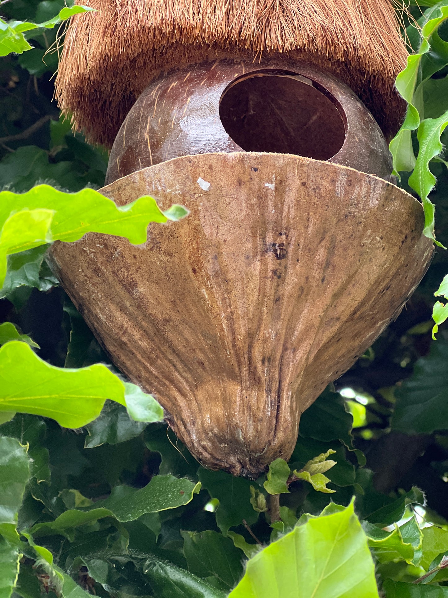 Birdhouse coconut