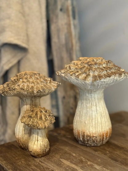 Pilz Größe L - Rechts auf dem Foto
