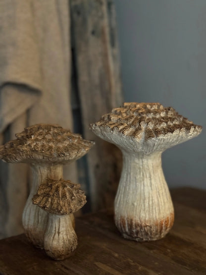 Paddenstoel Dubbel-Linker op de foto