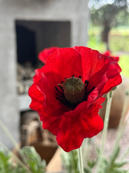 Art Poppy – per piece
