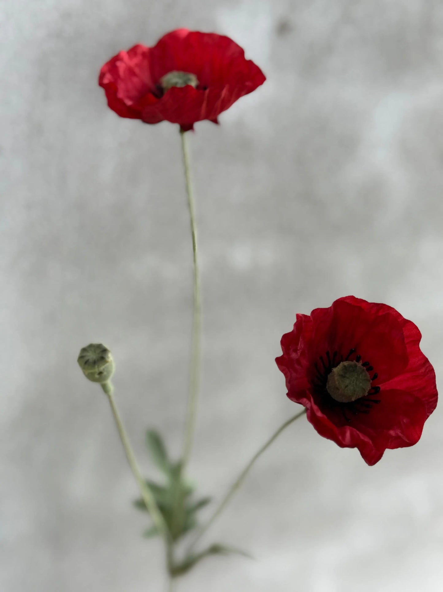 Mohnblumen-Kunst – pro Stück