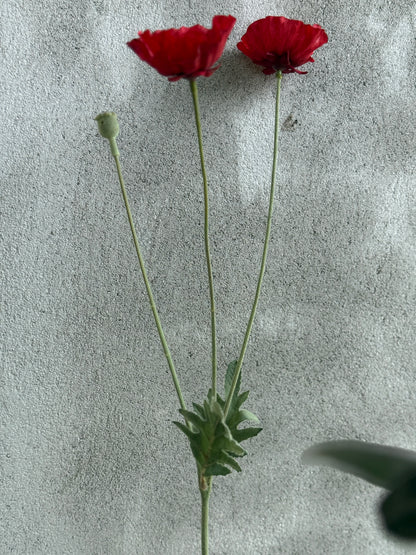 Art Poppy – per piece