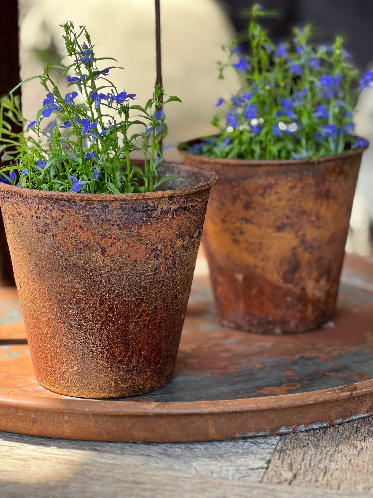 Rusted flower pot, available in S and M