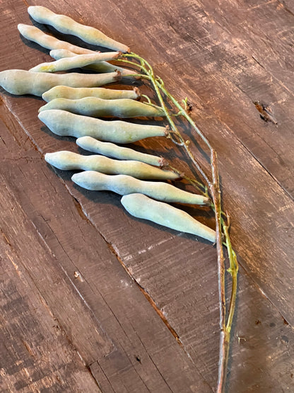 Artificial branch with beans