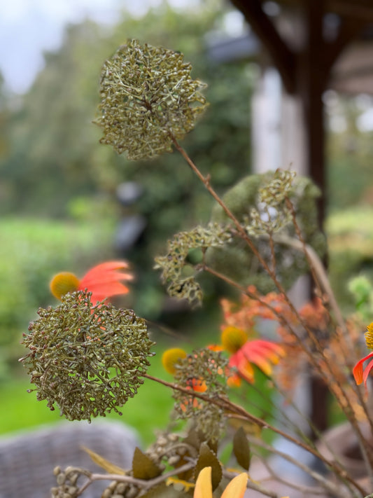 Eupatorium–Green Art Branch
