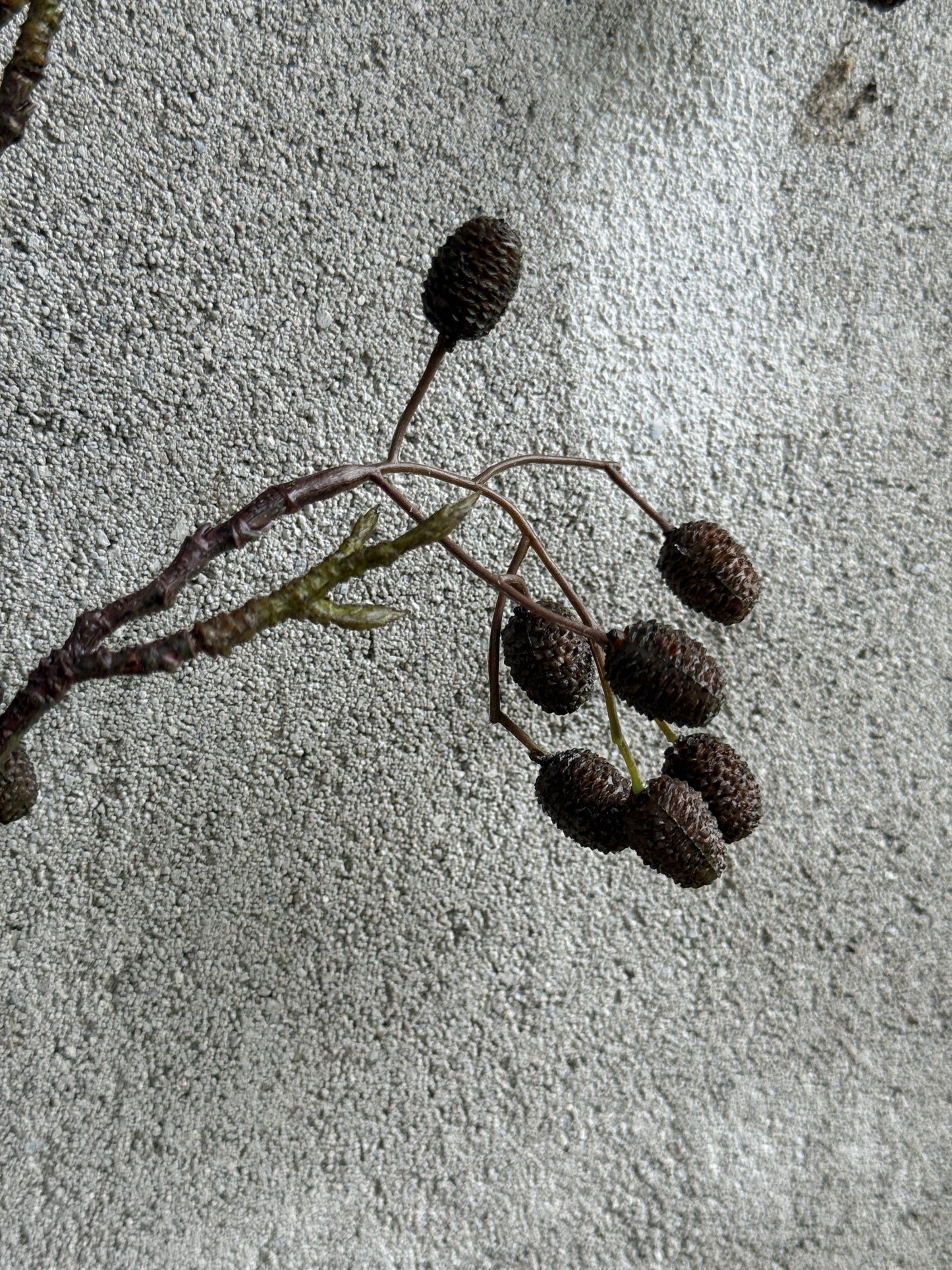 Catkins Branch - Art - 95 cm.