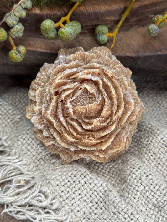 Amber rose "Amber Gold