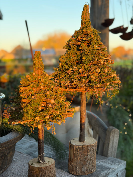 Moosbäume | 2 SM-Varianten