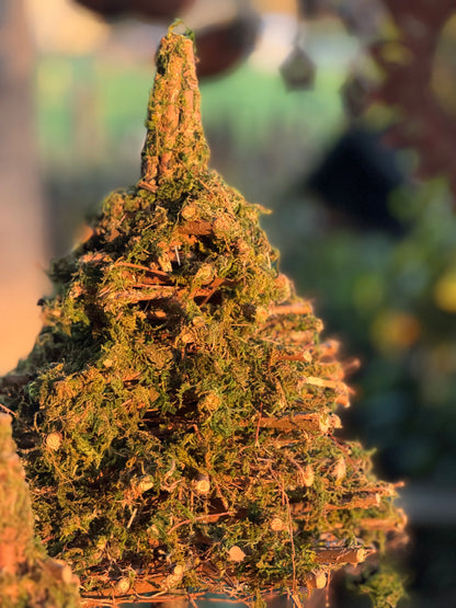 Boompjes van mos | 2 varianten S-M