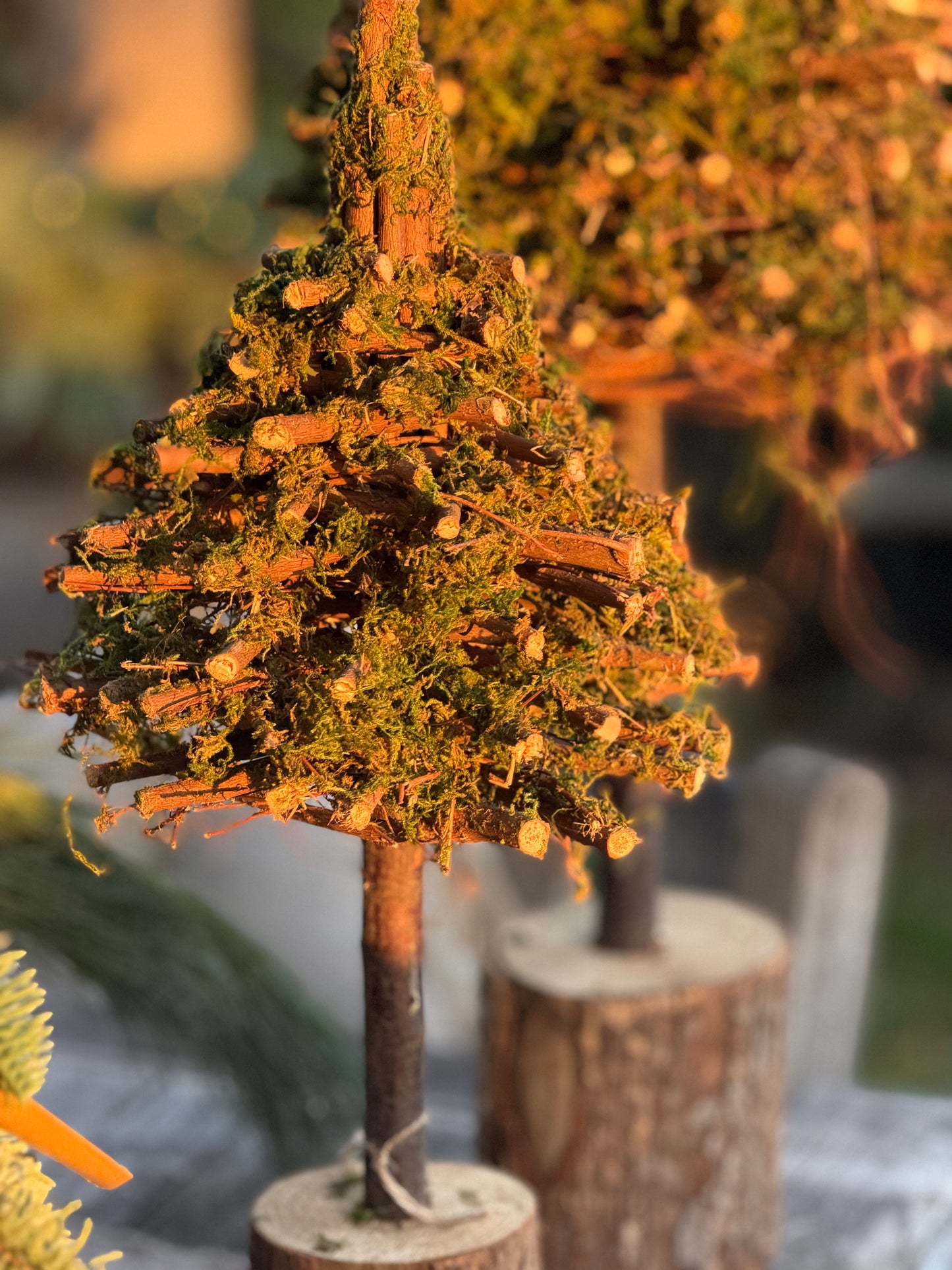 Boompjes van mos | 2 varianten S-M