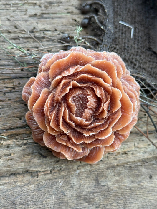 Bernsteinrose "Amber"