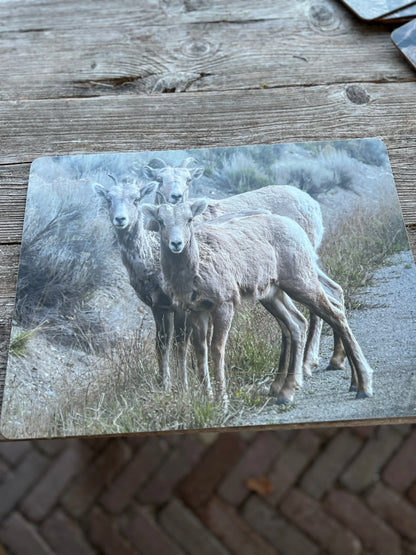 Tischsets drei Schafe, Set mit 4 Stück.