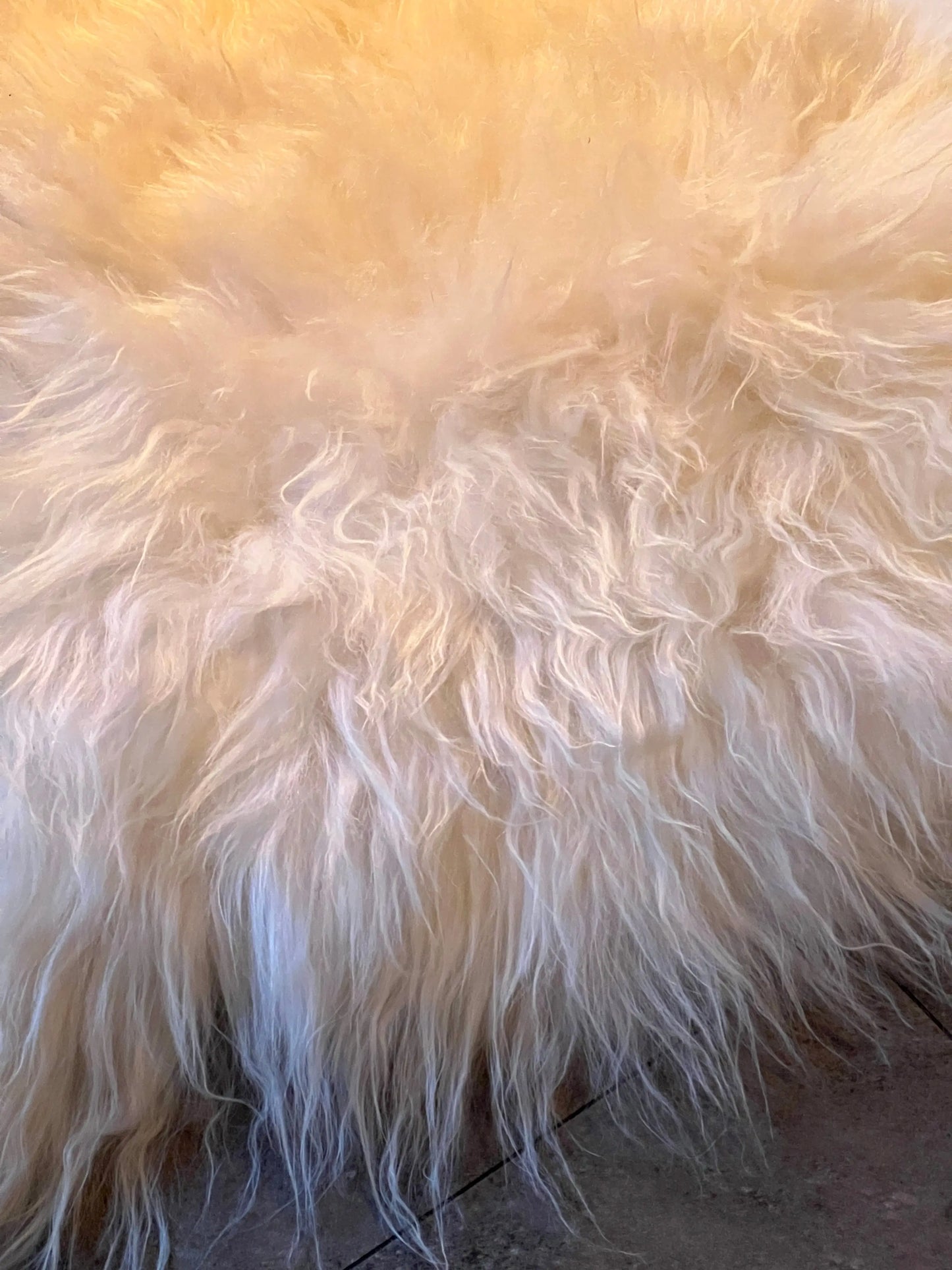 Icelandic cream white coat