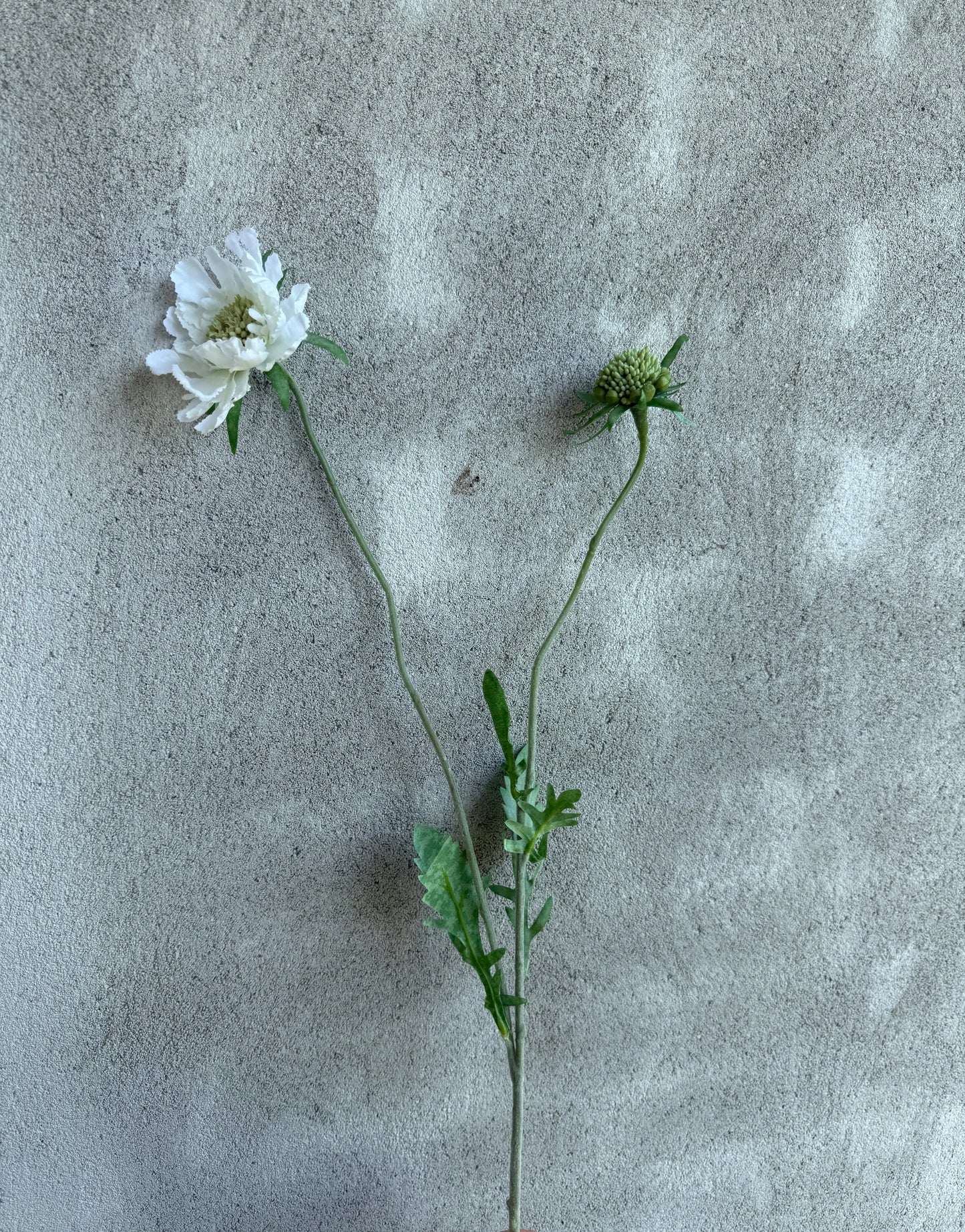 Kunstbloem Scabiosa White – 70 cm