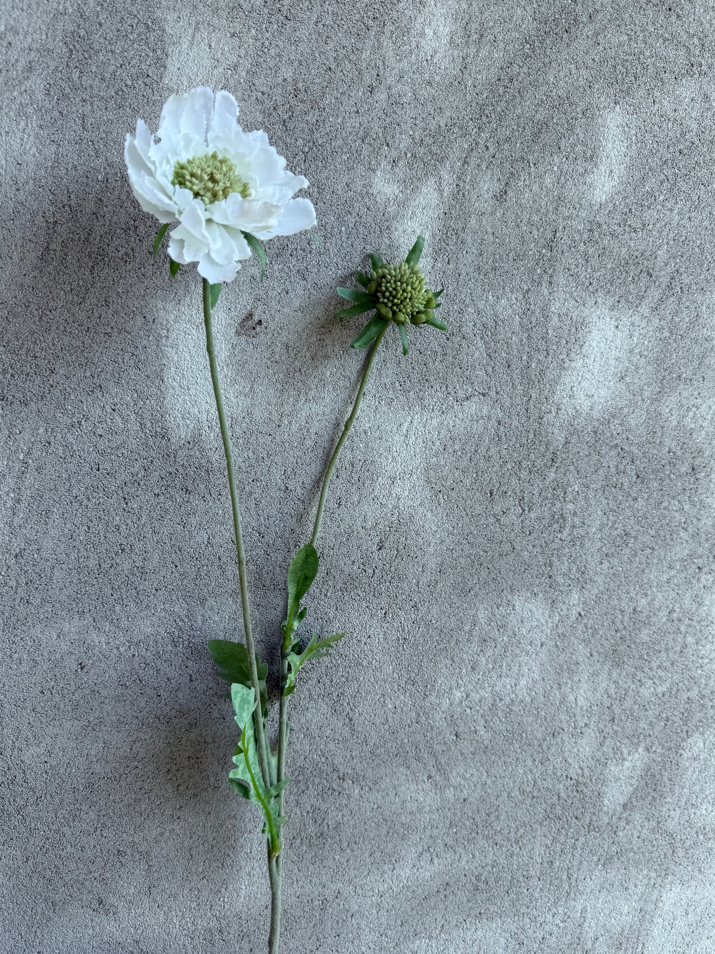 Kunstbloem Scabiosa White – 70 cm