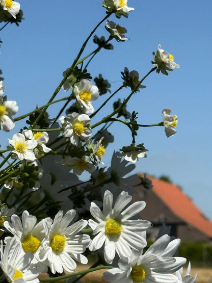 Kunstbloem Daisy Spray Fine – 97 cm