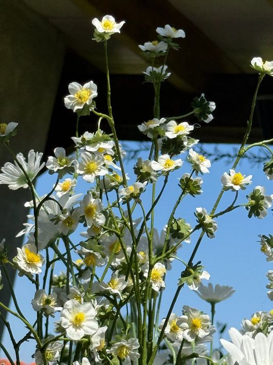 Kunstblume Gänseblümchen-Spray „Fine“ – 97 cm