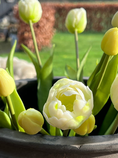 Bunch of tulips, 50 cm. double floral, snow white 