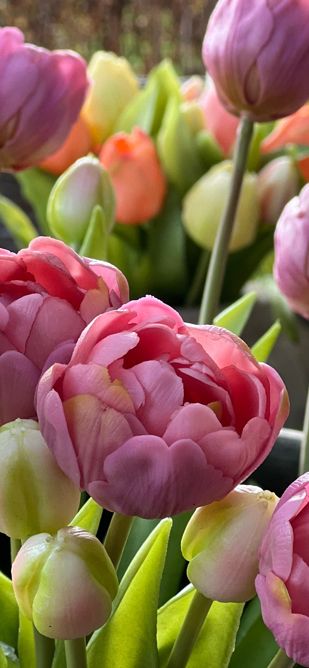 Strauß gefüllter Tulpen, 50 cm. kleiner Finger