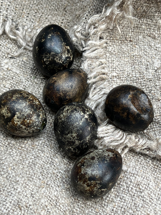 Kwartel eieren Black