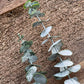 Eucalyptus kunsttak