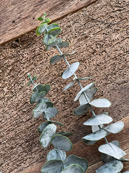 Artificial Eucalyptus branch