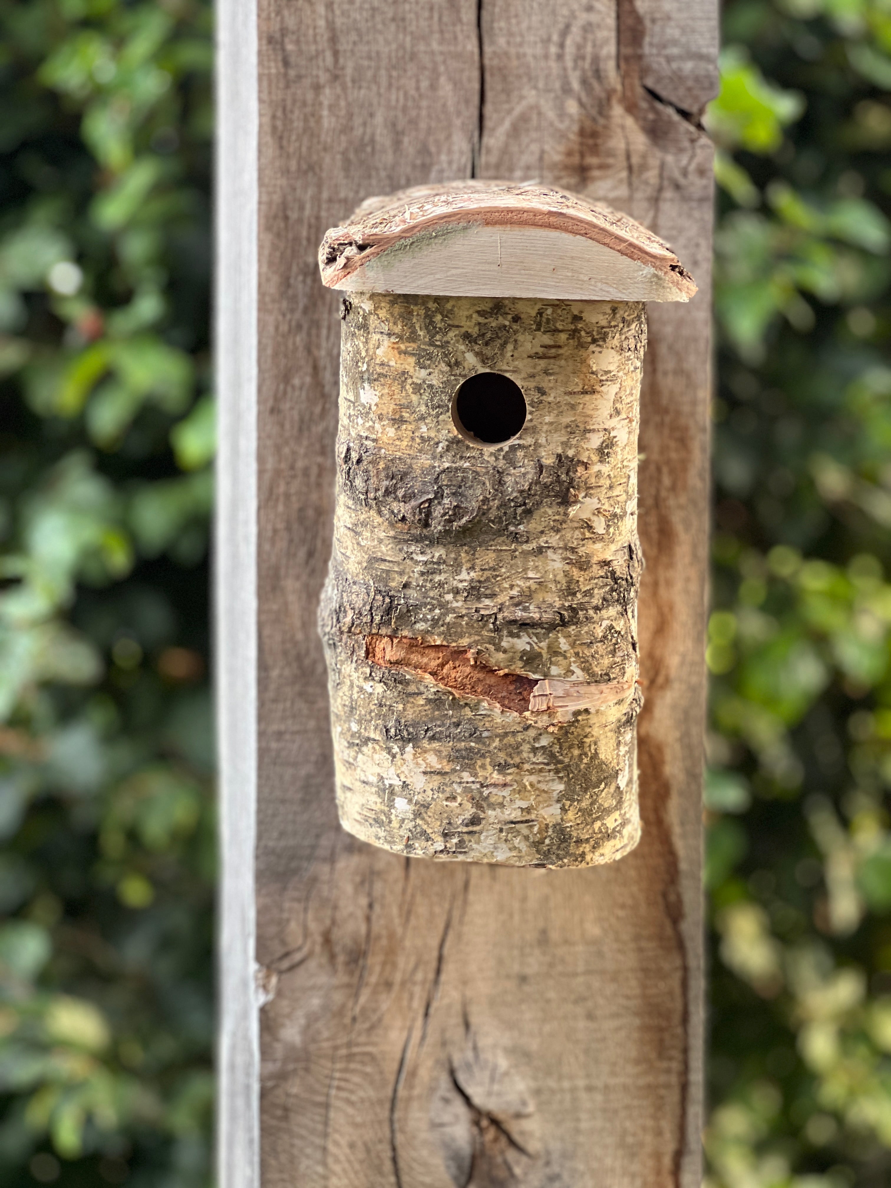 Blue tit deals bird box