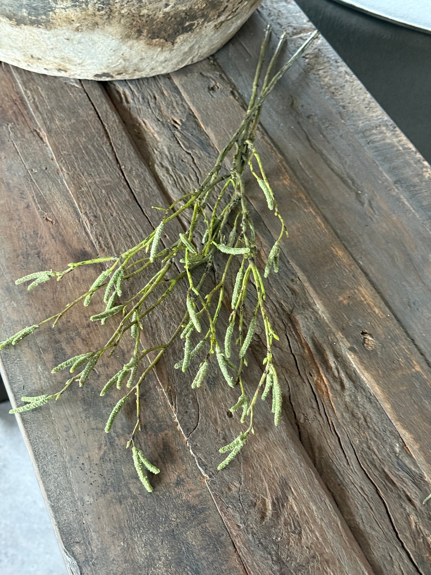 Art Salix Babylonica Bundle – 3 Zweige