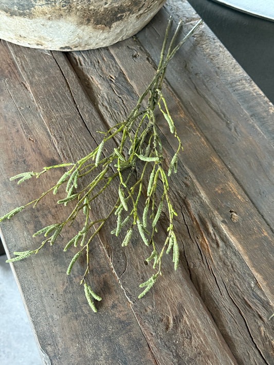 Art Salix Babylonica Bundle – 3 Zweige