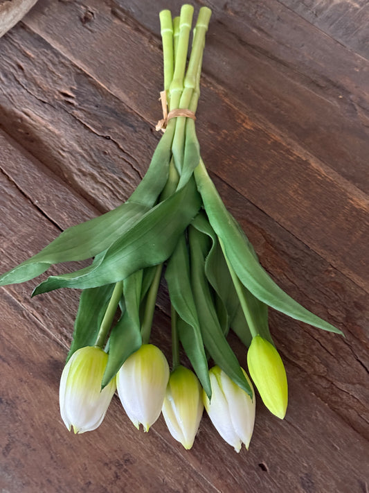 Bos Tulpen, 5 stuks, 30 cm. Wit
