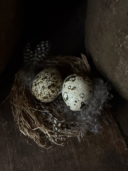 Decoratief vogelnestje met kwarteleitjes