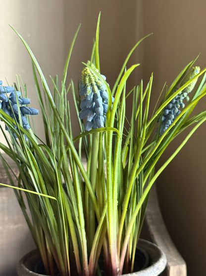 Art pot with blue grape hyacinths
